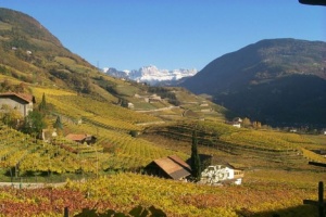 Castegliani Weinberg k.jpg