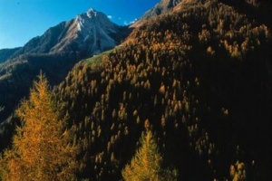 Castegliani Wald.jpg